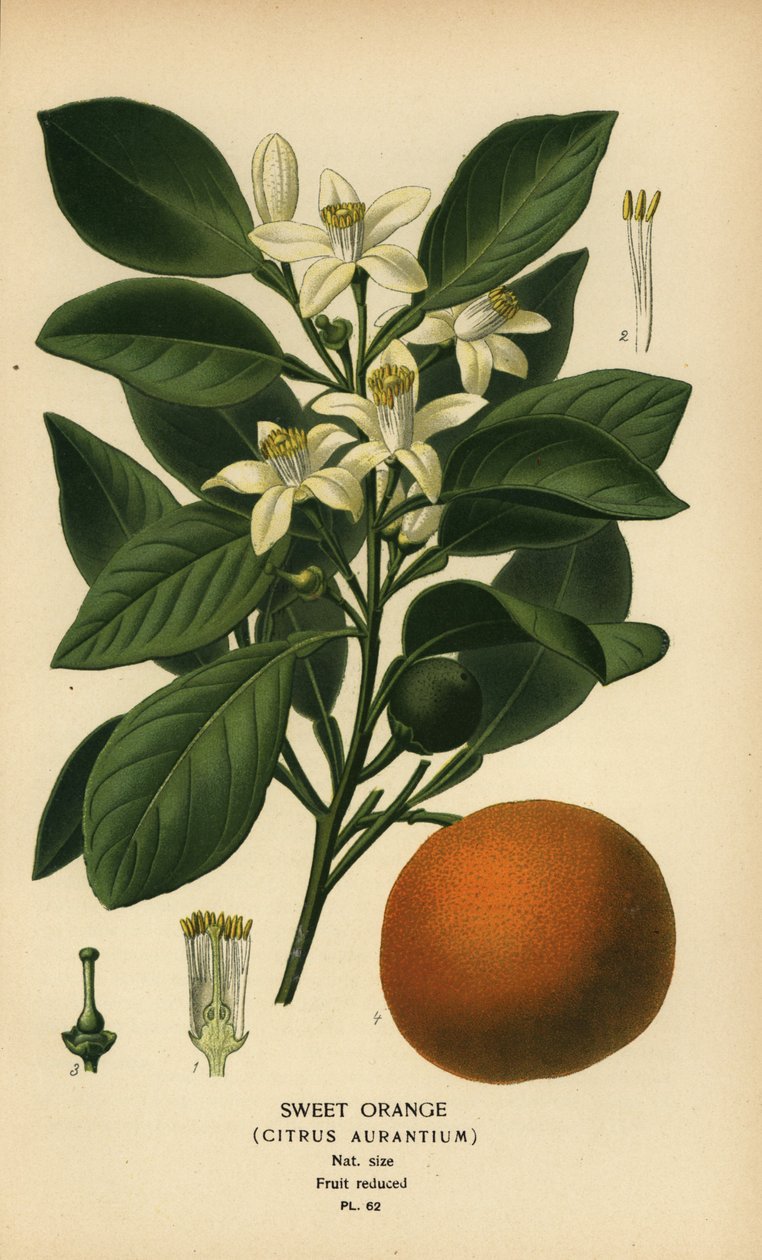 Söt apelsin, Citrus x aurantium. av Désiré Georges Jean Marie Bois