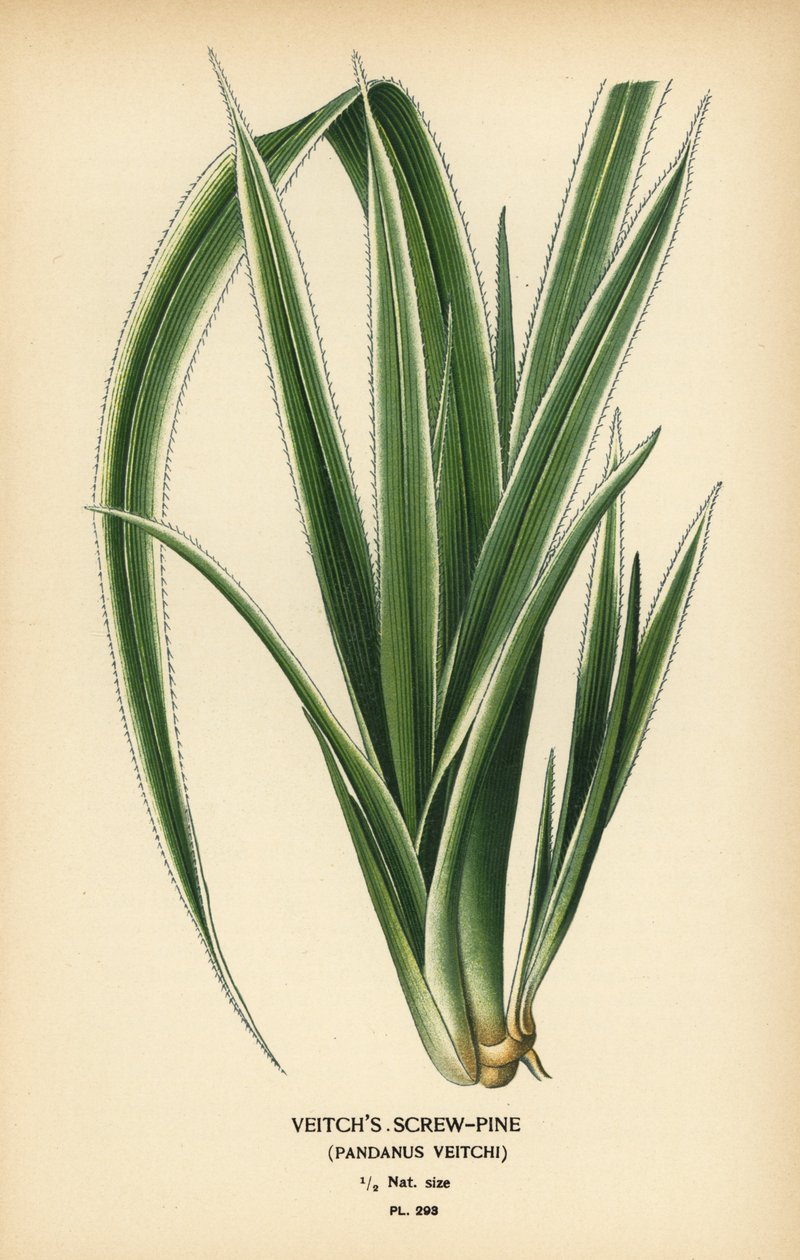 Tahitisk skruvtall, Pandanus tectorius (Veitchs skruvtall, Pandanus veitchii). Kromolitografi från en illustration av Desire Bois från Edward Step