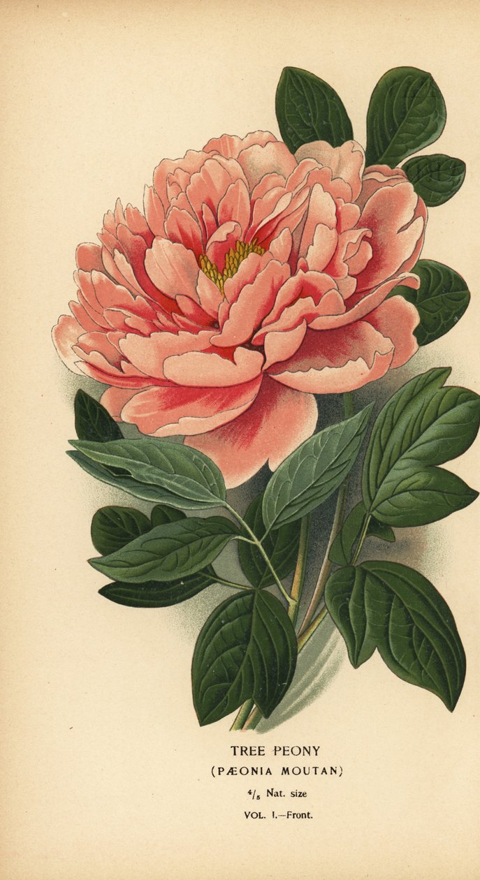 Trädpion, Paeonia moutan. av Désiré Georges Jean Marie Bois