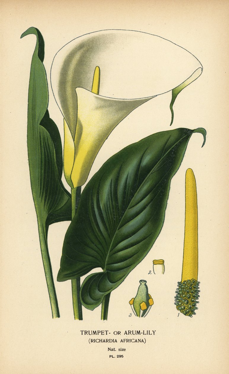 Trumpetlilja, arumlilja eller Calla lilja, Zantedeschia aethiopica (Richardia africana). Kromolitografi från en illustration av Desire Bois från Edward Step