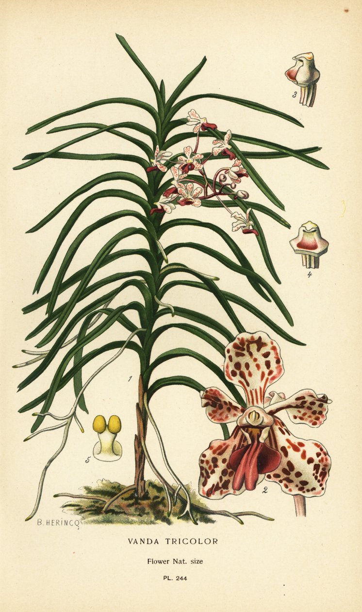 Vanda tricolor orkidé. Kromolitografi från en illustration av B. Herincq från Edward Step’s Favorite Flowers of Garden and Greenhouse, Frederick Warne, London av Désiré Georges Jean Marie Bois