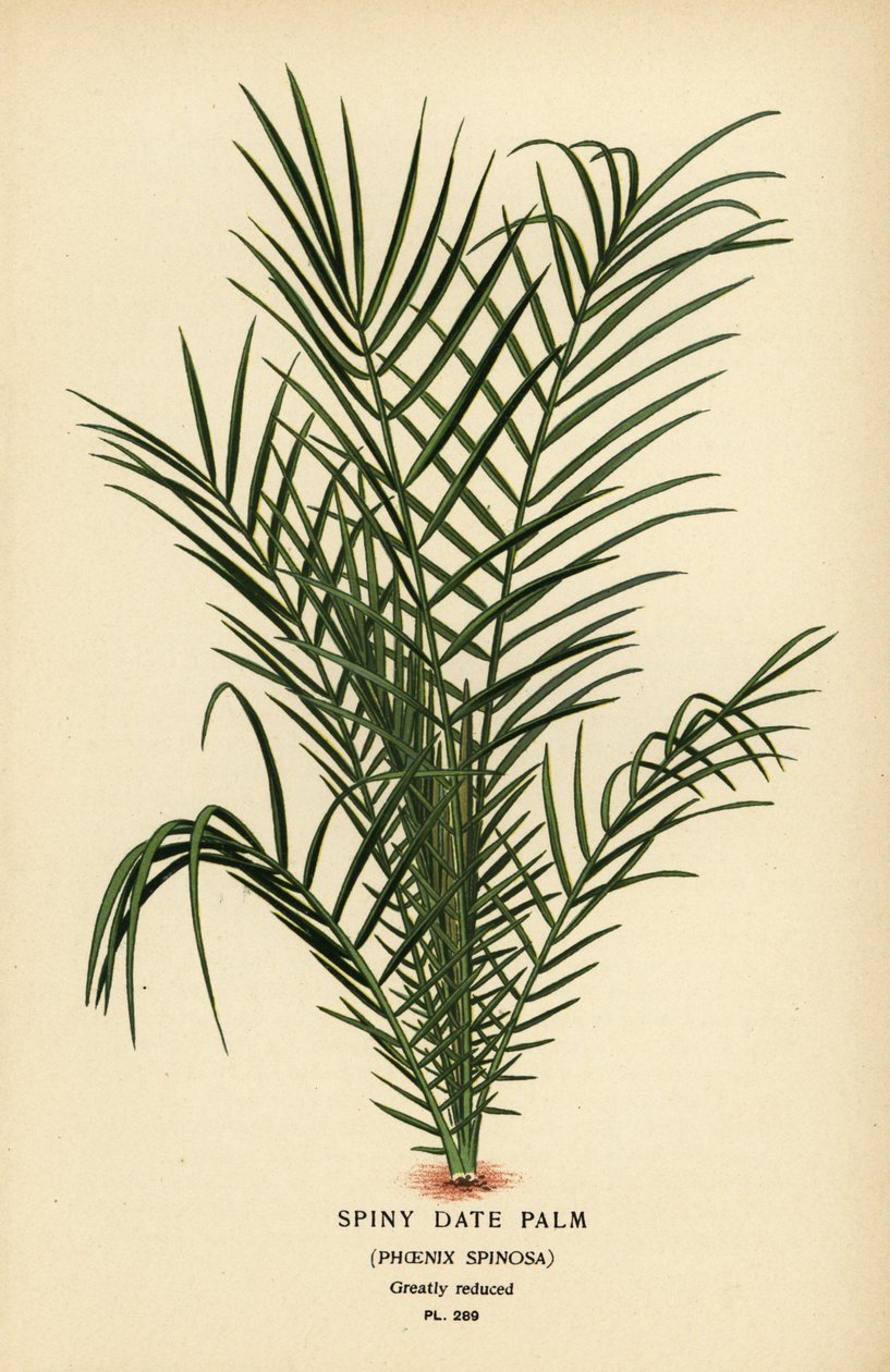 Vild dadelpalm eller Senegal dadelpalm, Phoenix reclinata (Spiny dadelpalm, Phoenix spinosa). Kromolitografi från en illustration av Desire Bois från Edward Step