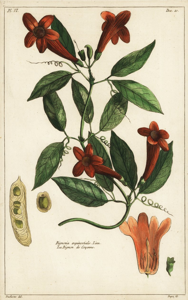 Vitlöksranka, Bignonia equinoctialis, Linn av Duchesne Duchesne