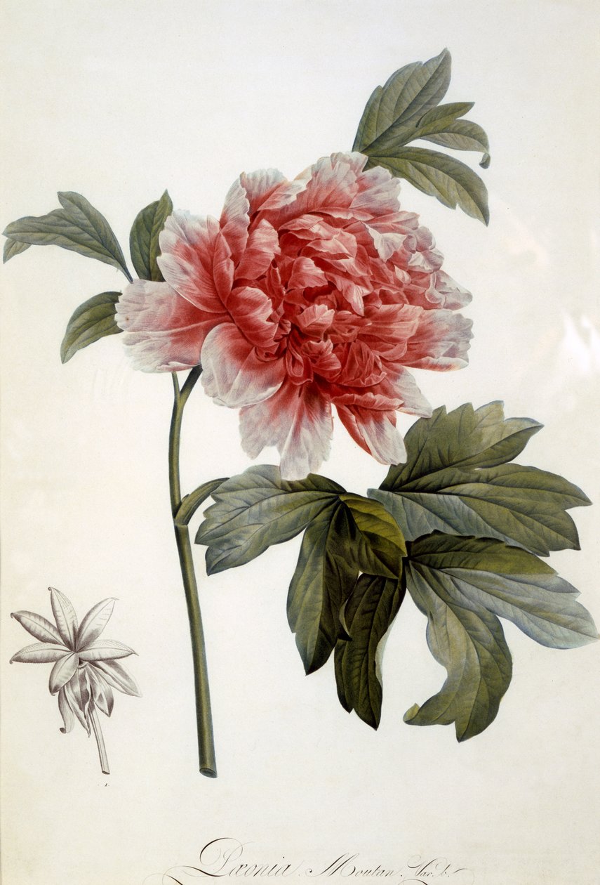 Paeonia Moutan, publicerad 1799 (gravyr i färg) av Dutch School