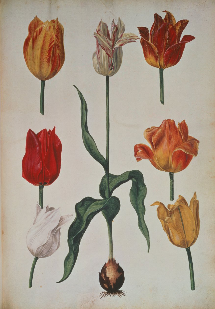 Tulpaner: från Samling av blommor från naturen (Samling av blommor från naturen) c.1630 av Dutch School