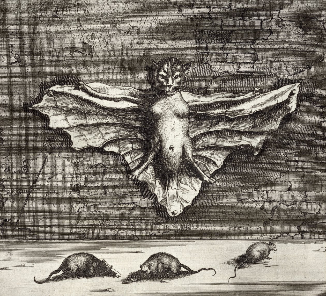 En fladdermus känd som en flygande katt, från Kina Illustrerad av Athanasius Kircher (1601-80) 1667 av Dutch School