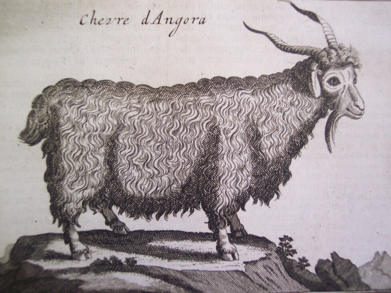 Angora get, från Relation dun Voyage du Levant av Joseph Pitton de Tournefort, Amsterdam, 1718 av Dutch School