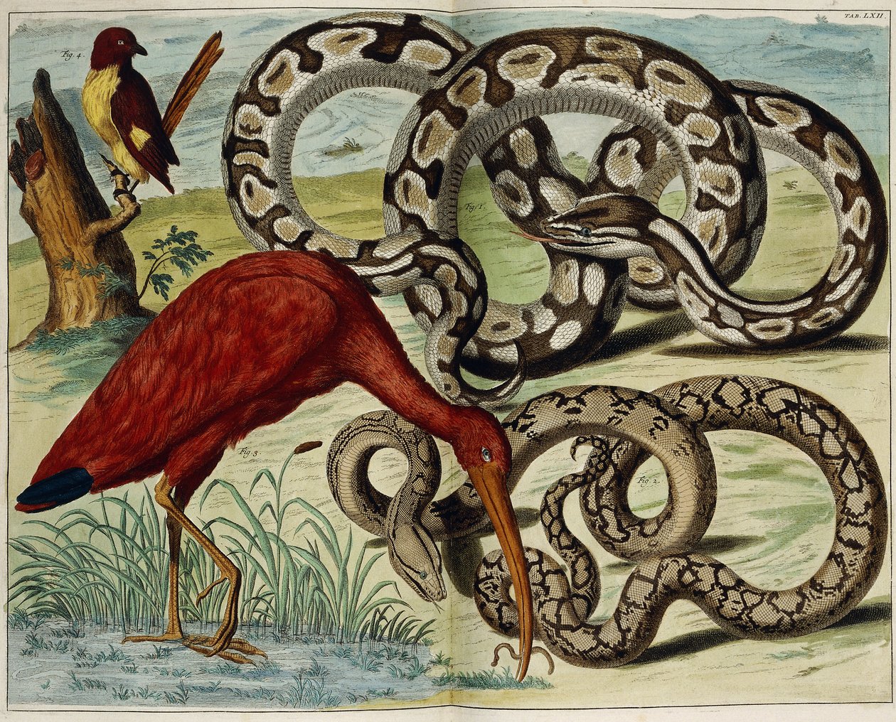 Fåglar och ormar, tavla 62, från "Den mest exakta beskrivningen av naturskatterna", 1734-1765 av Dutch School