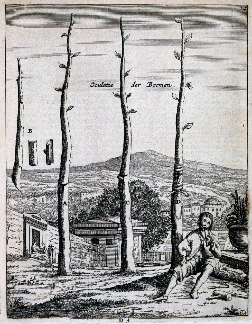 Fruktträd, från De Nederlandze Hesperides av Jan Commelin, publicerad 1676 av Dutch School
