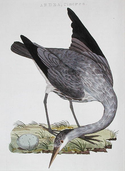 Heron, publicerad i Amsterdam av Dutch School