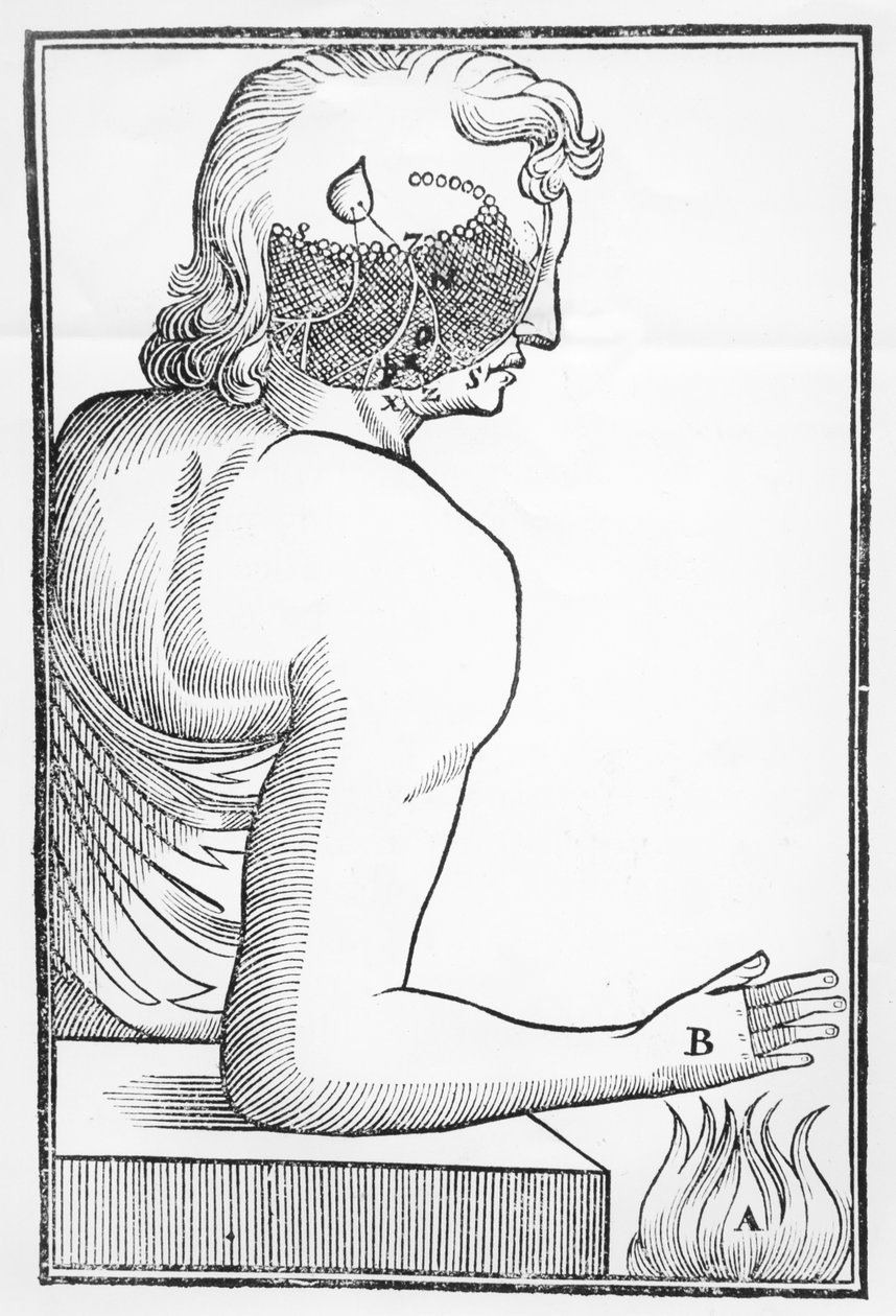 Illustration av tallkottkörtelns funktion och effekt på det mänskliga nervsystemet i relation till en reaktion på brand, från Tractatus de Homine, publicerad i Amsterdam av Elsevier, 1677 av Dutch School