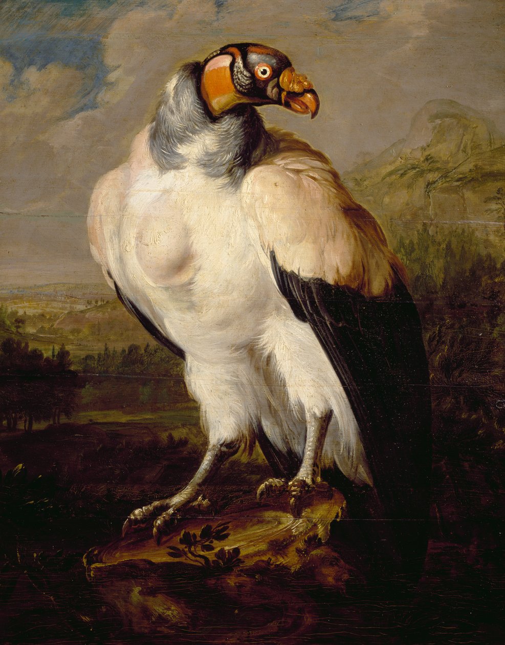 King Vulture, målning av holländsk okänd konstnär, Nederländerna av Dutch School