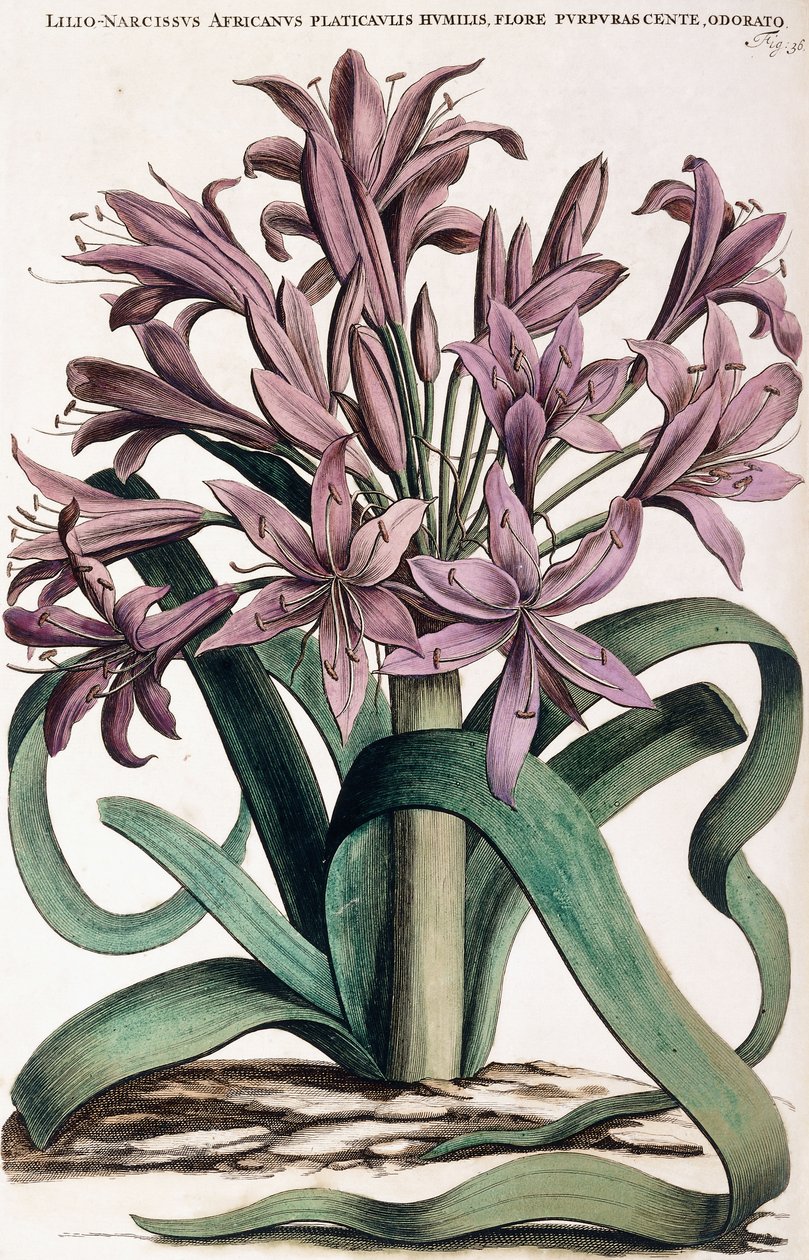 Lillio-Narcissus , 1697-1701 av Dutch School