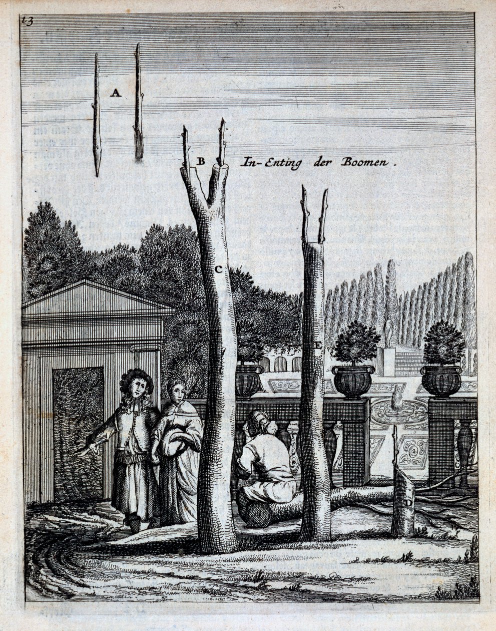 Lime and Orange Trees, från De Nederlandze Hesperides av Jan Commelin, publicerad 1676 av Dutch School