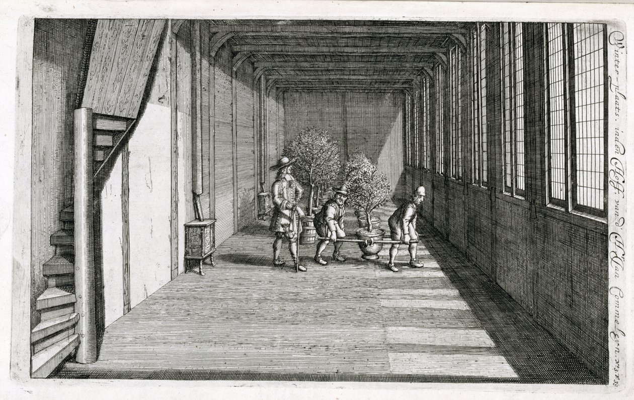 Flytta träd in i trädgården för sommaren, från De Nederlandse Hesperides av Jan Commelin, publicerad 1676 av Dutch School