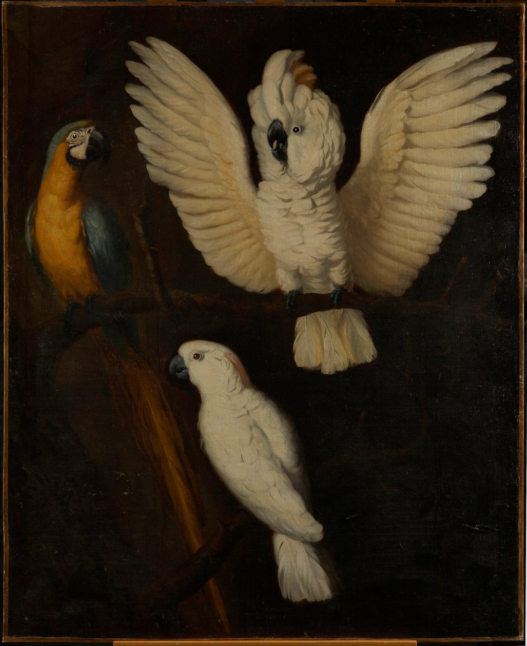 Papegojor, ca 1670 av Dutch School