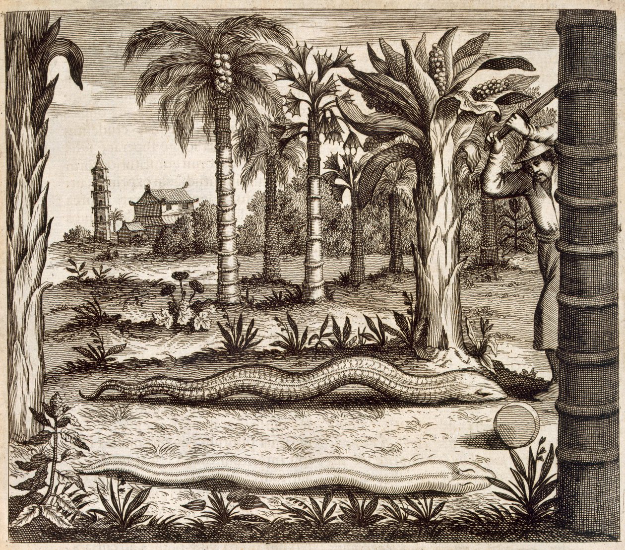 Stenormen, från Kina Illustrerad av Athanasius Kircher (1601-80) 1667 av Dutch School