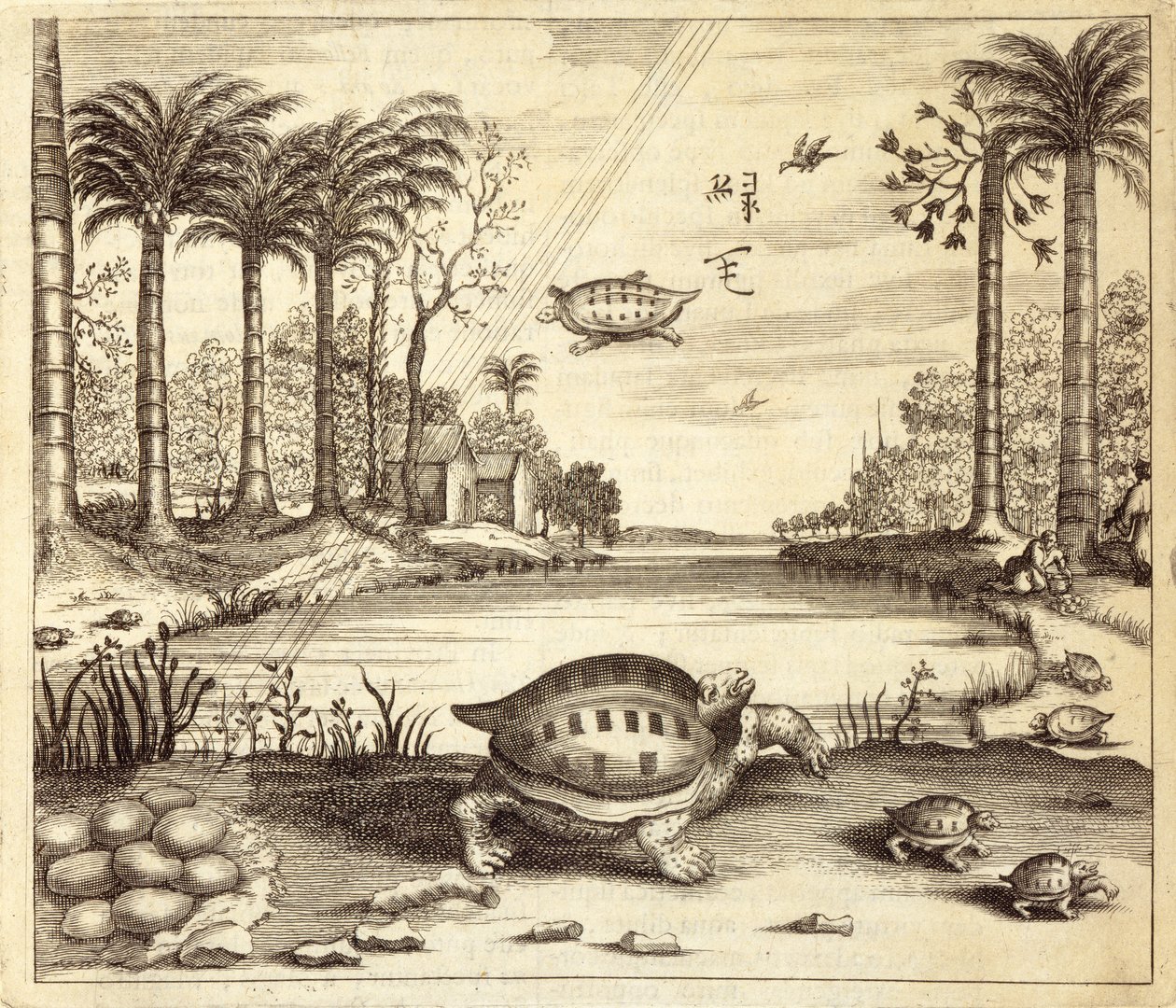 Sköldpaddsägg kläcks, från Kina Illustrerad av Athanasius Kircher (1601-80) 1667 av Dutch School