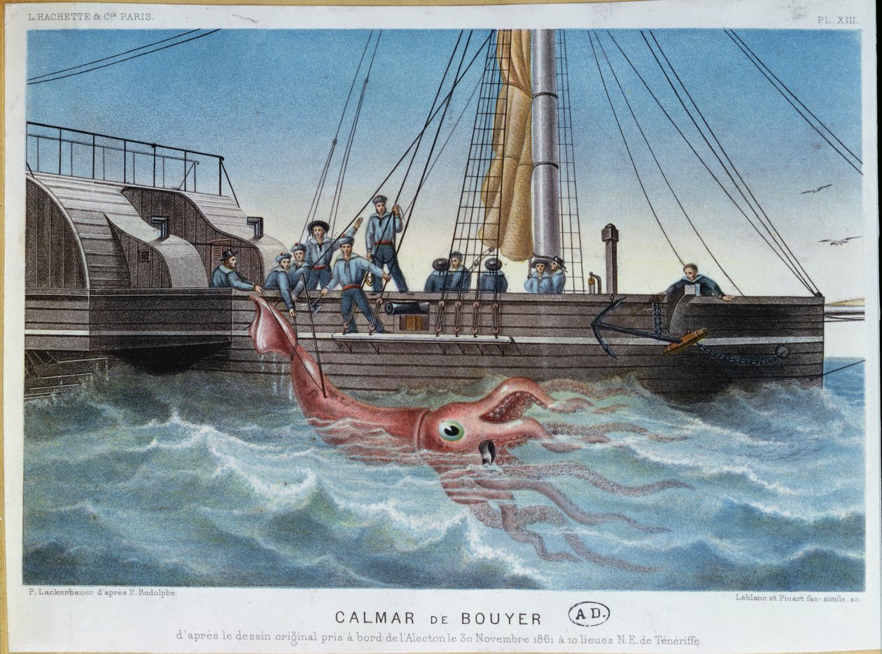 Jättebläckfisken fångad av Alecton utanför Teneriffa den 30 november 1861, graverad av Leblanc & Picart. av E. Rodolphe