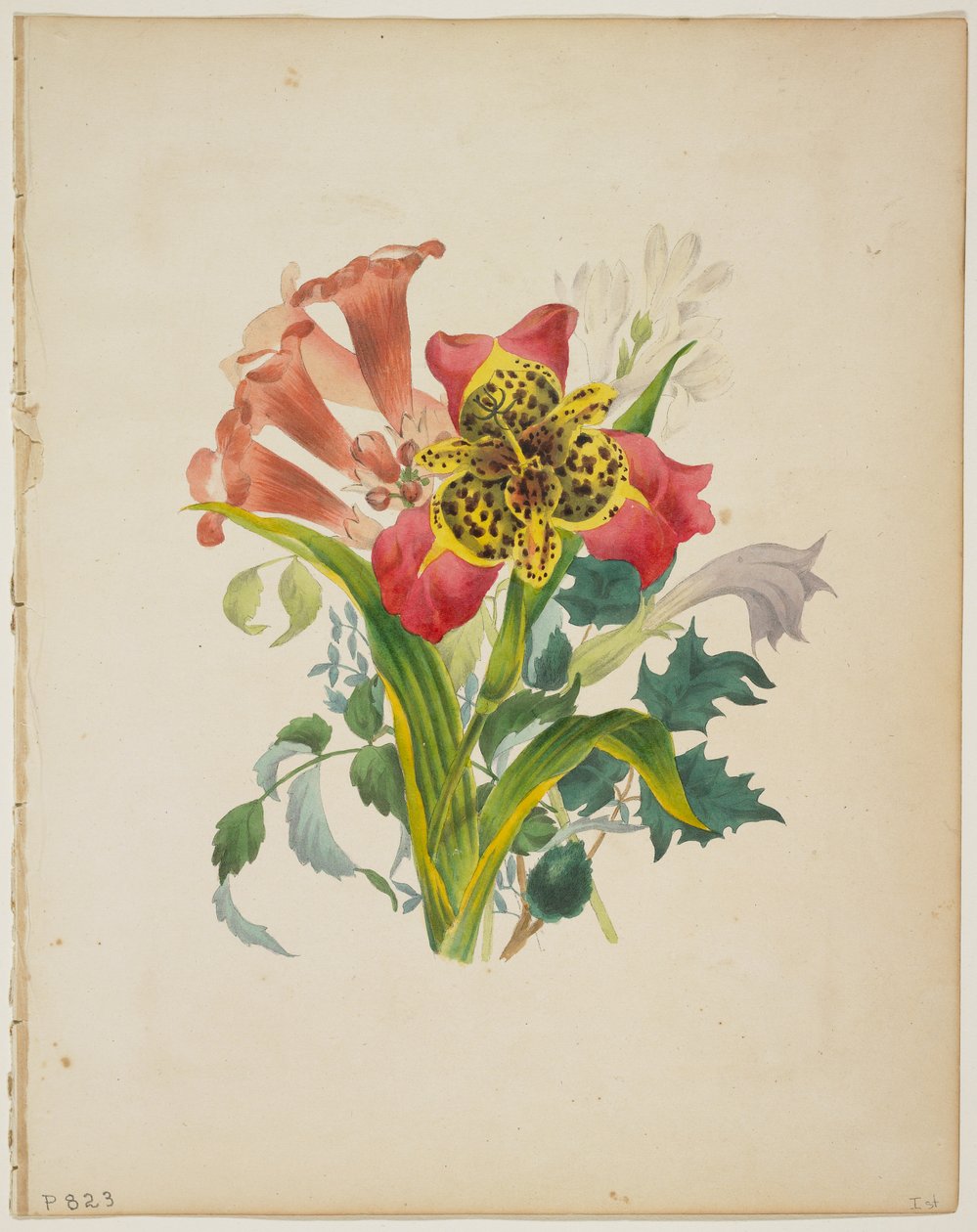 Bukett av Trumpet Vine, från Floras ordbok, 1838 av E. W. Wirt
