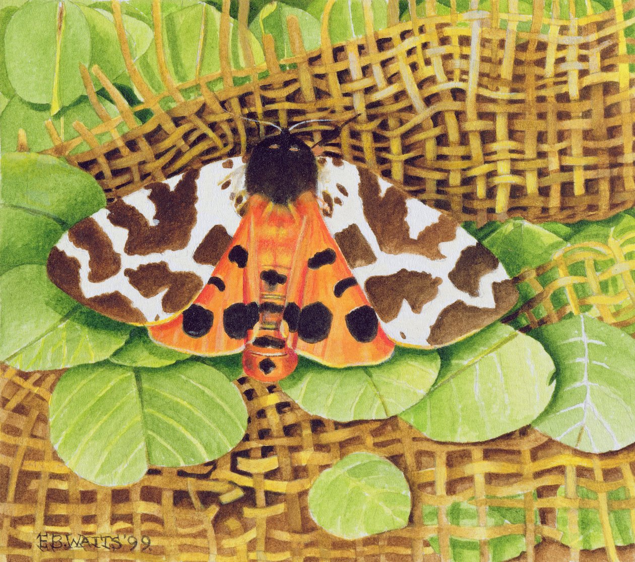 Tiger Moth, 1999 (akryl på papper) av E.B. Watts