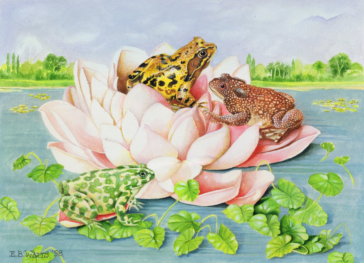 Näckros, 1998 (akryl på papper) av E.B. Watts