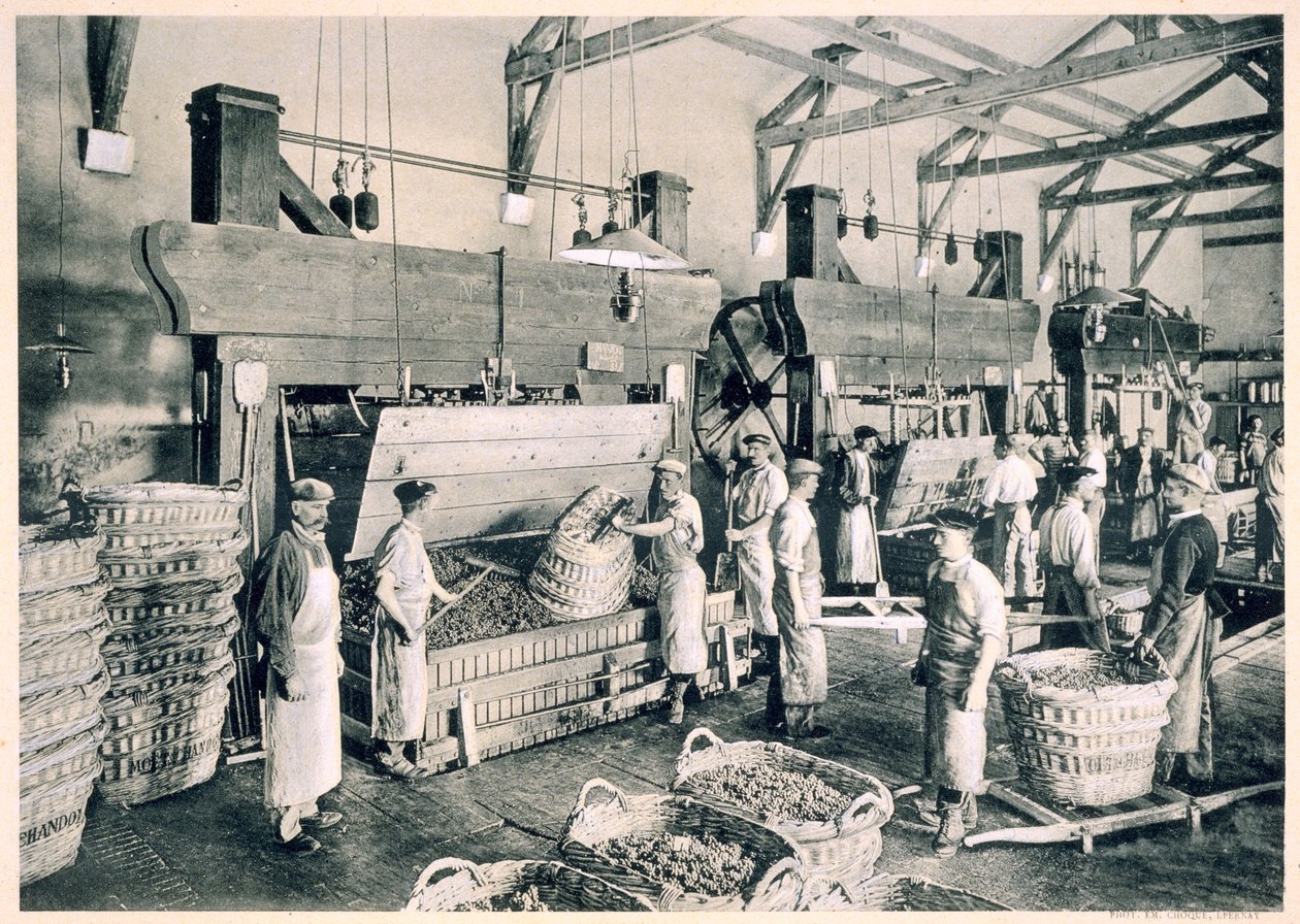 Samling av druvorna i korgar, från "Le France Vinicole", utgiven av Moet und Chandon, Epernay (fotolit). av E.M. Choque