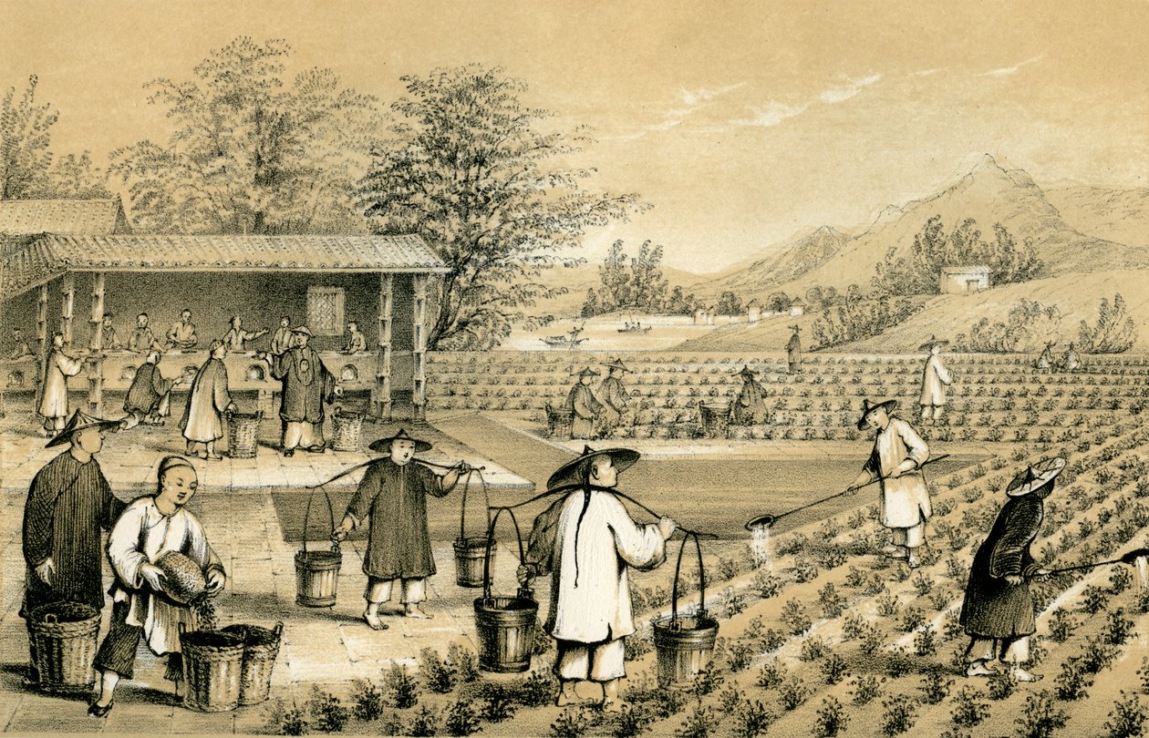 Kultur och beredning av te, Kina, 1847. av E Gilks