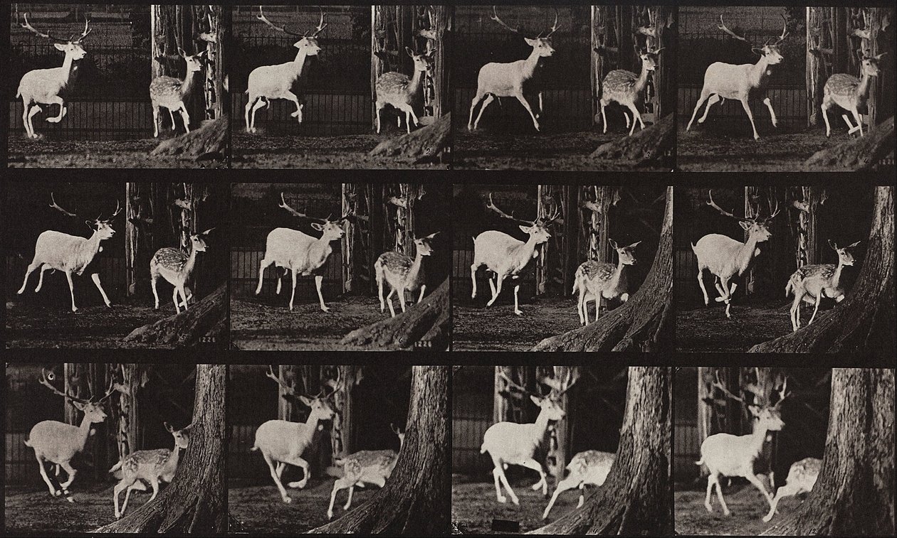 Animal Locomotion, tallrik 686 av Eadweard Muybridge