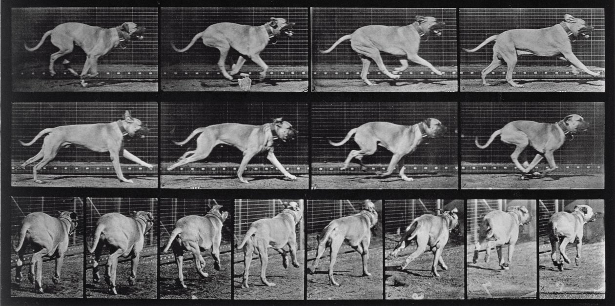 Running Dog, tallerken 707 fra 