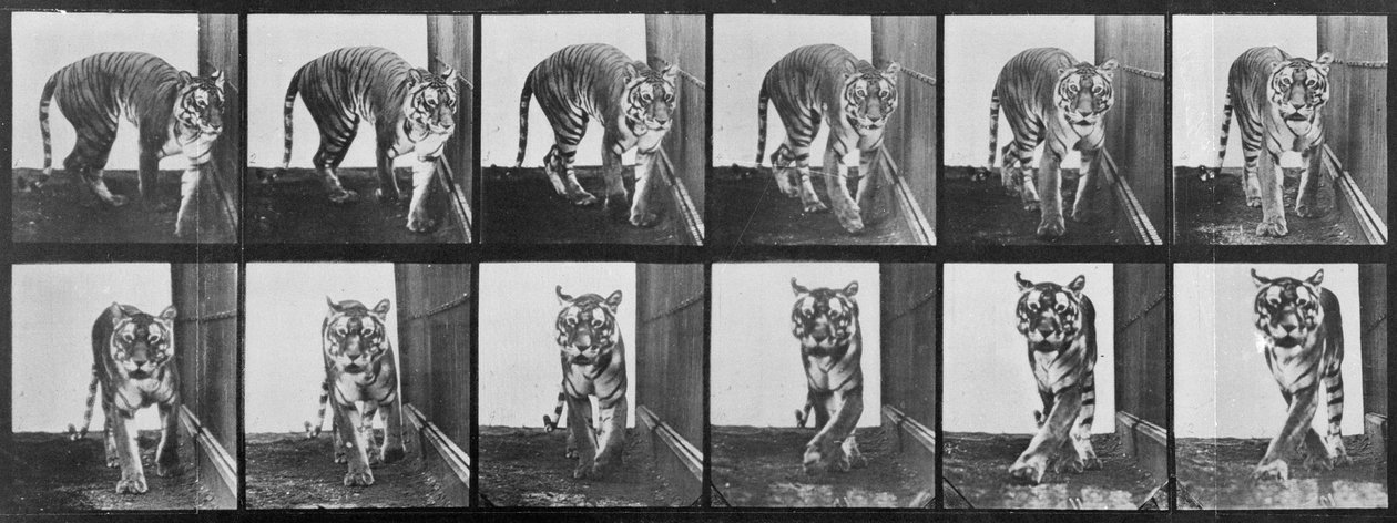 Tiger pacing, från 