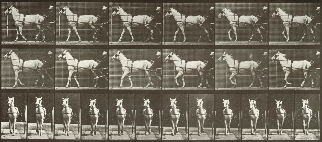 Walking, Sulky, LightGray sto, Katydid av Eadweard Muybridge