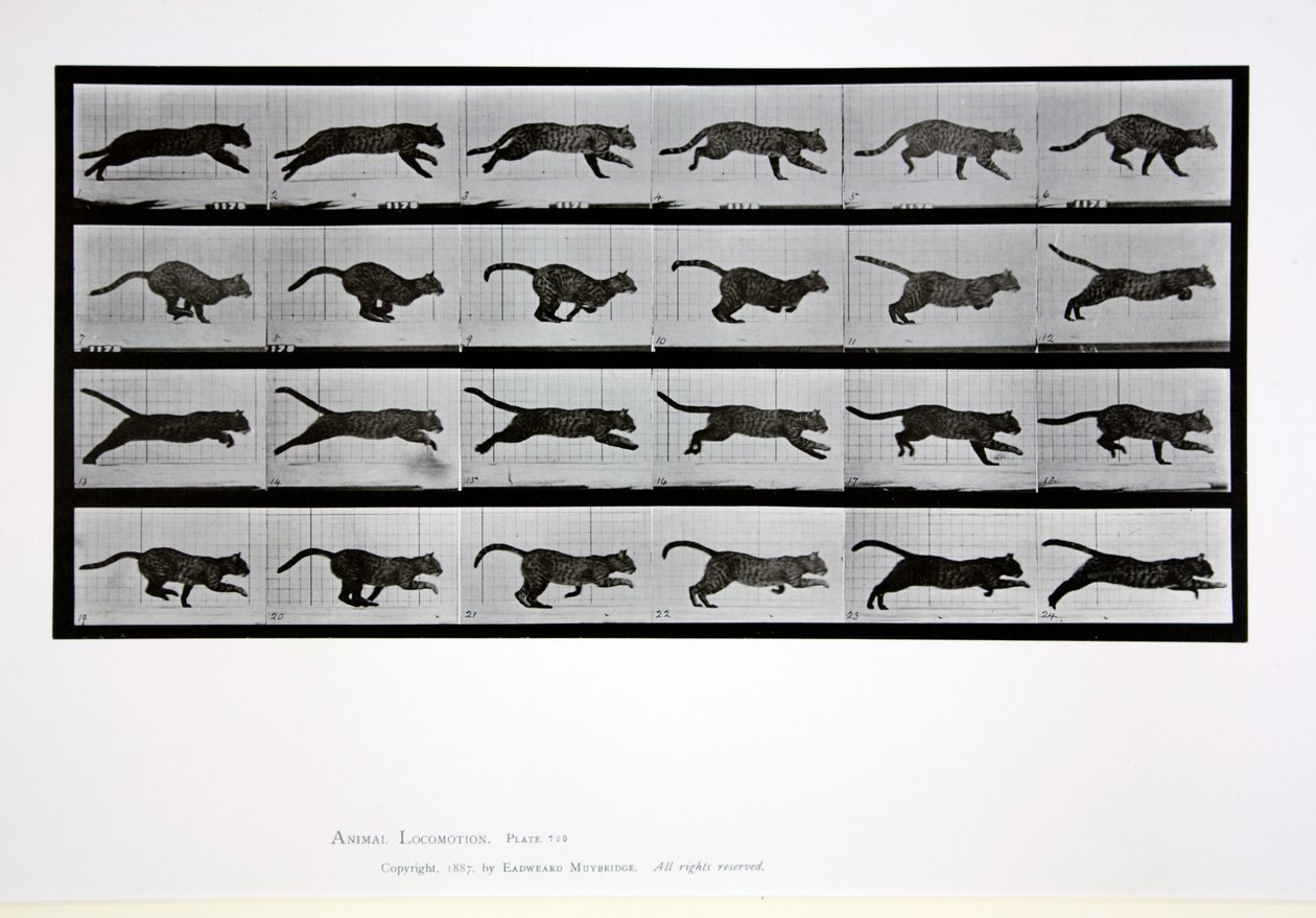 Katt som springer, platta 720 från "Animal Locomotion", 1887 av Eadweard Muybridge