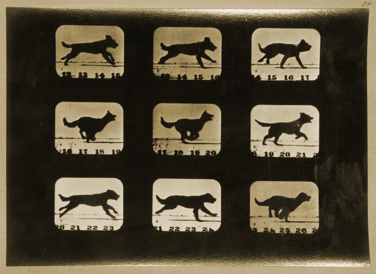 Dogs Running, från serien 