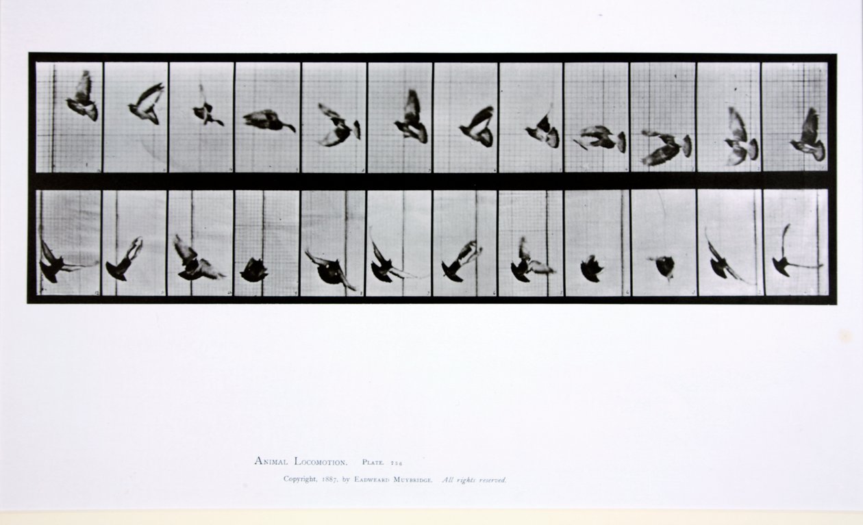 Flygande fågel, platta 756 från "Animal Locomotion", 1887 av Eadweard Muybridge