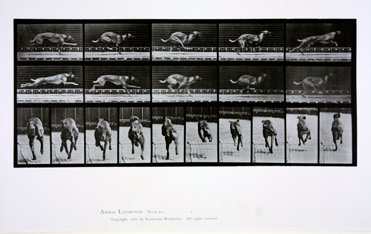 Greyhound running, skylt 708 från 