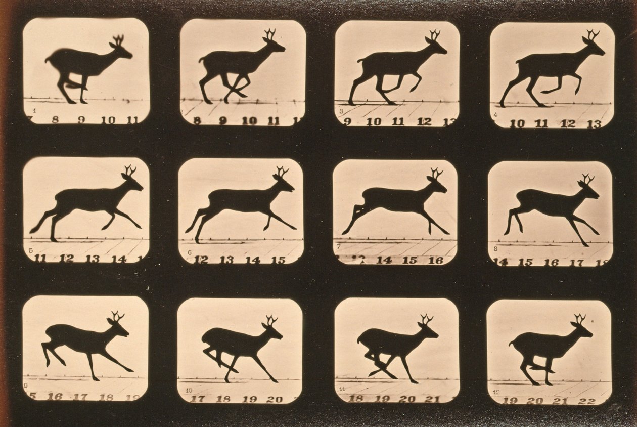 Bildsekvens av en hjort som springer, serien "Animal Locomotion", ca 1881 av Eadweard Muybridge
