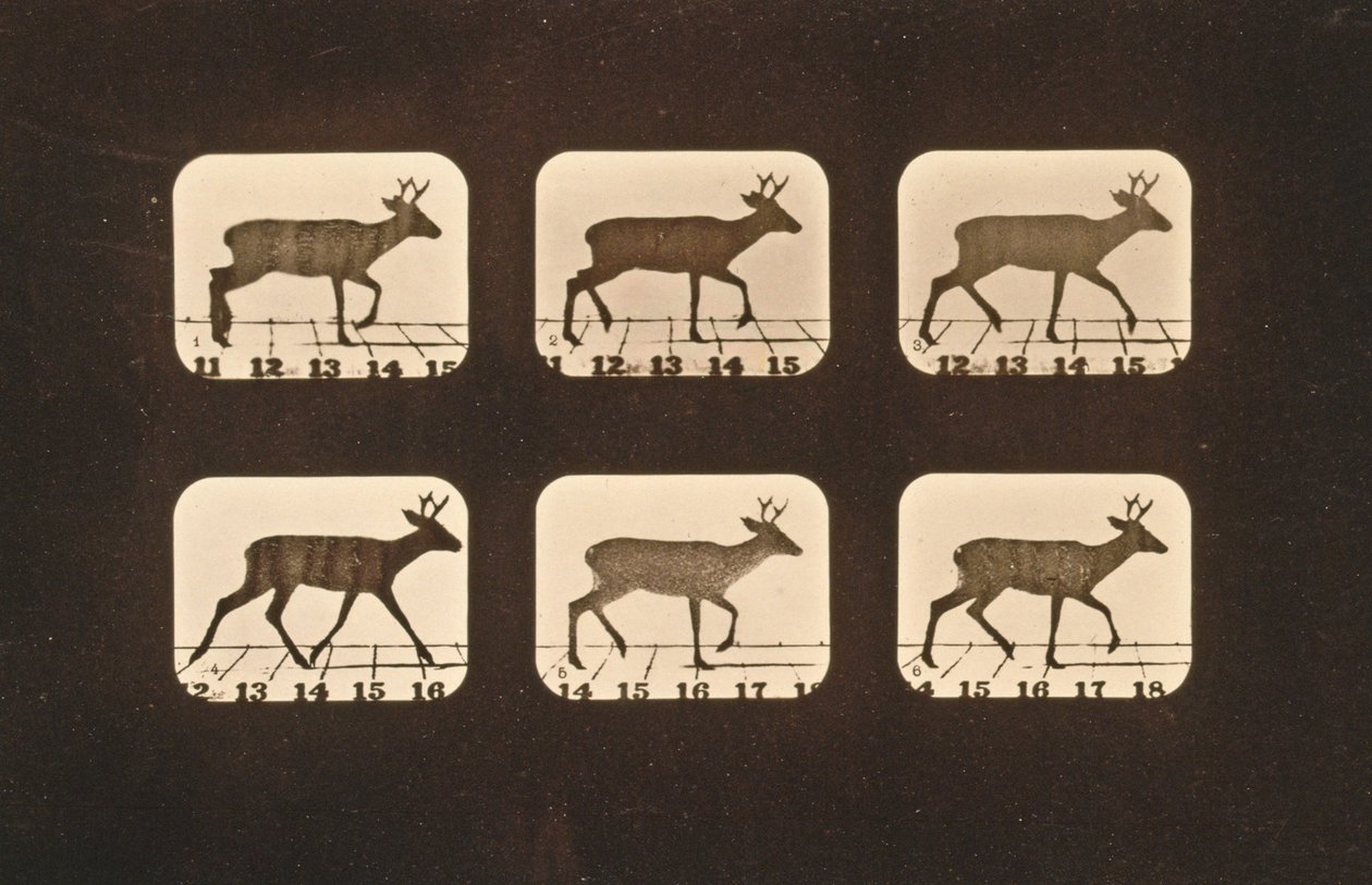 Bildsekvens av en travande hjort, serien "Animal Locomotion", ca 1881 av Eadweard Muybridge