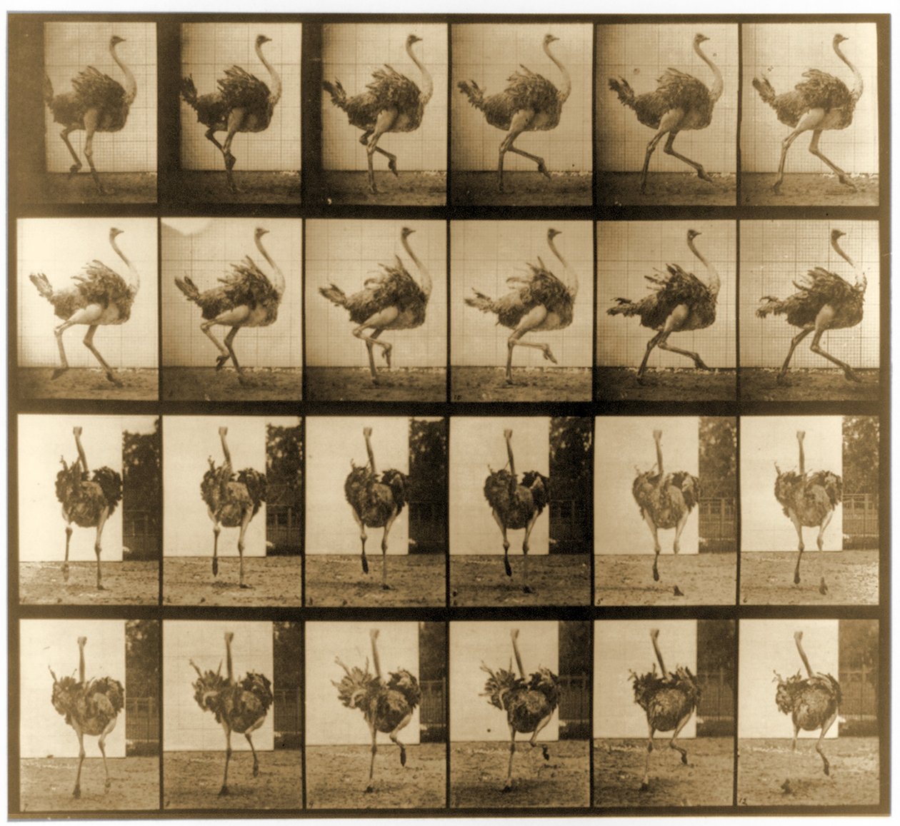 Bildsekvens av en struts som springer, serien "Animal Locomotion", ca 1887 av Eadweard Muybridge