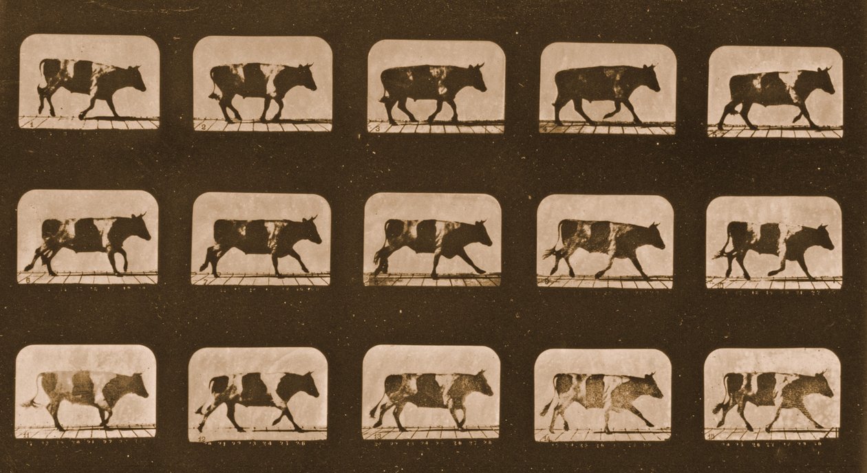 Bildsekvens av en oxe som springer, serien "Animal Locomotion", ca 1881 av Eadweard Muybridge