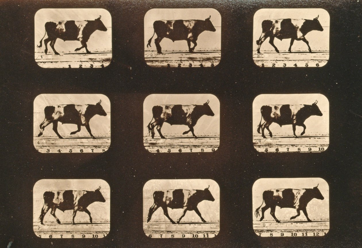 Bildsekvens av en oxe som travar, serien "Animal Locomotion", ca 1881 av Eadweard Muybridge