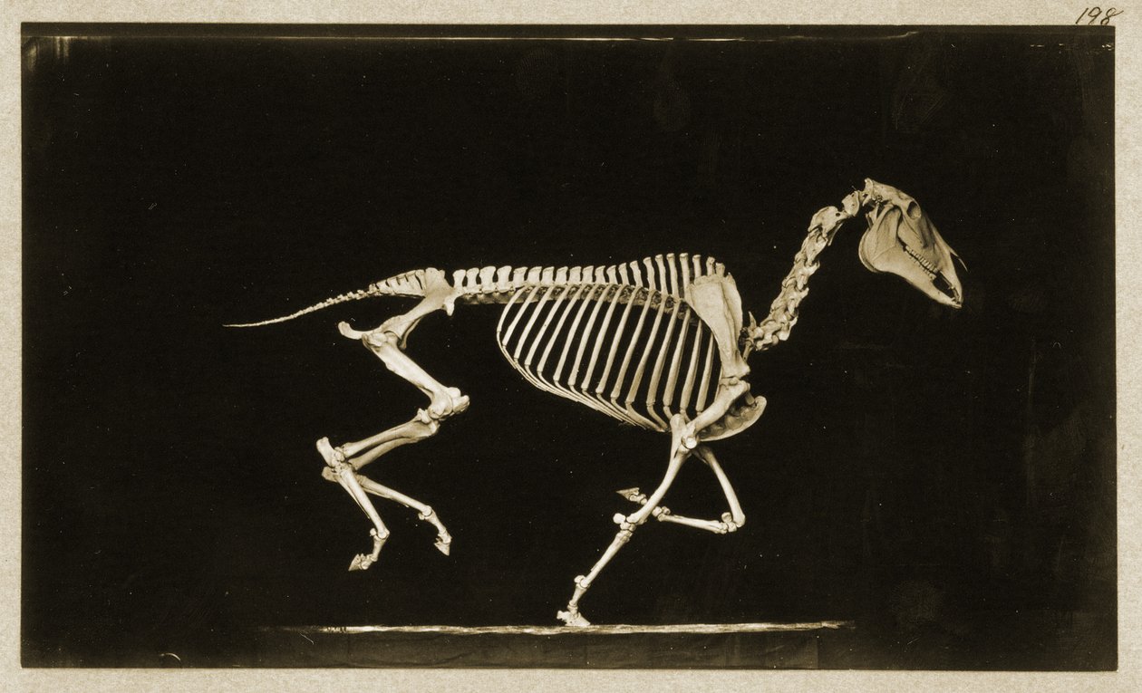 Skelett av en löpande häst av Eadweard Muybridge