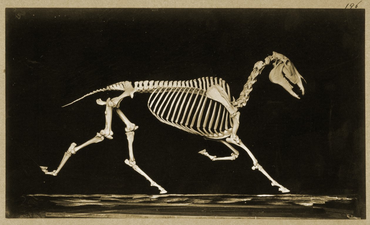 Skelett av en löpande häst av Eadweard Muybridge