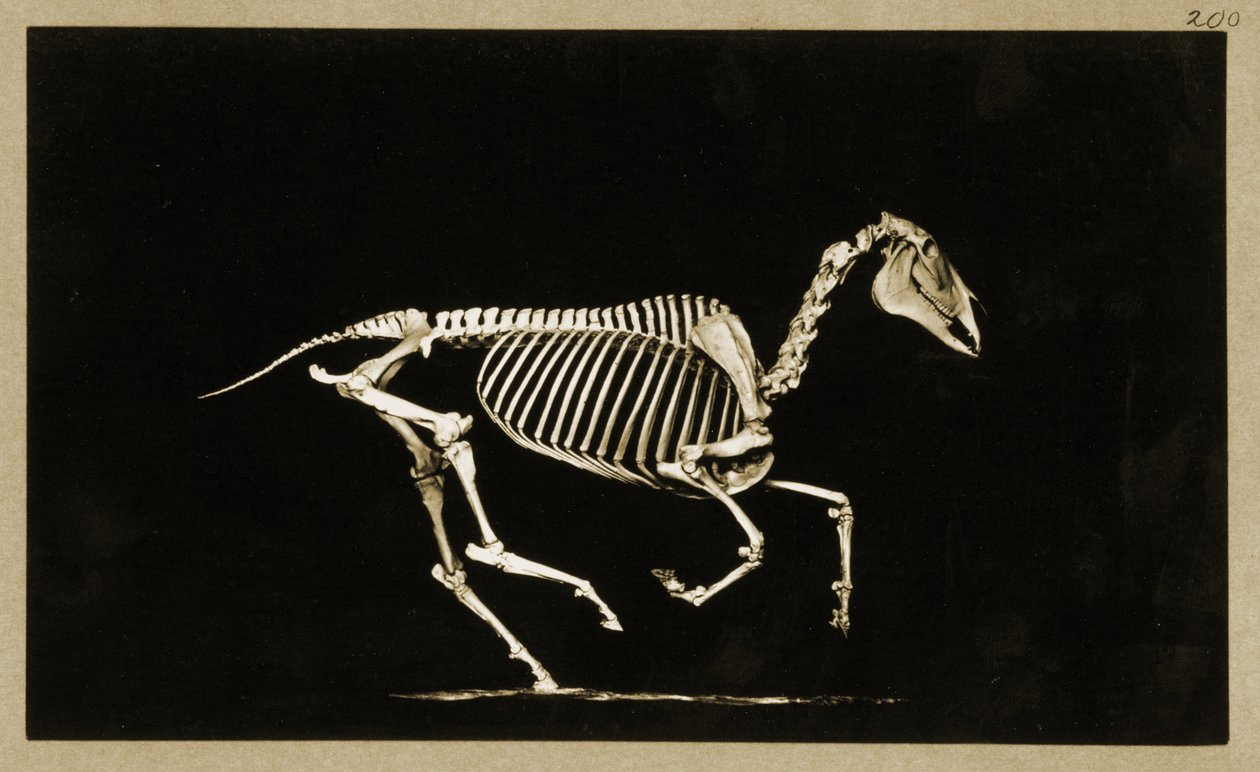 Skelett av en löpande häst av Eadweard Muybridge