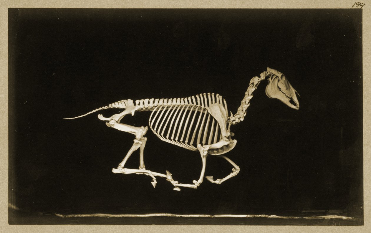 Skelett av en löpande häst av Eadweard Muybridge