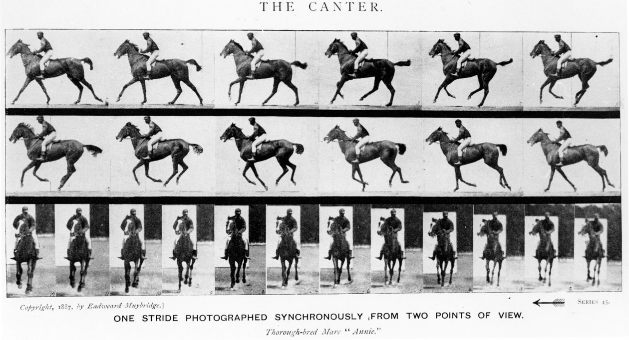 Canter: Ett steg fotograferat synkront från två synvinklar, 1887, illustration från "Animals in Motion" av Eadweard Muybridge, 1907 års upplaga. av Eadweard Muybridge