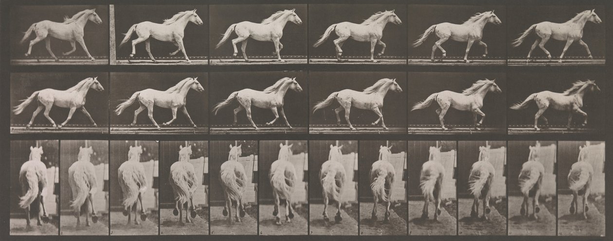 Djurrörelse. En elektrofotografisk undersökning av på varandra följande faser av djur ..., 1880-talet. av Eadweard Muybridge