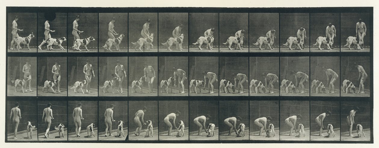 Djurrörelse. En elektrofotografisk undersökning av på varandra följande faser av djur ..., 1880-talet. av Eadweard Muybridge