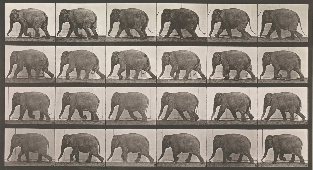 Djurrörelse. En elektrofotografisk undersökning av på varandra följande faser av djur ..., 1880-talet. av Eadweard Muybridge