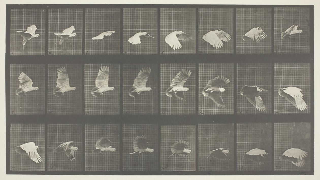 Djurrörelse, skylt 758, 1887. av Eadweard Muybridge